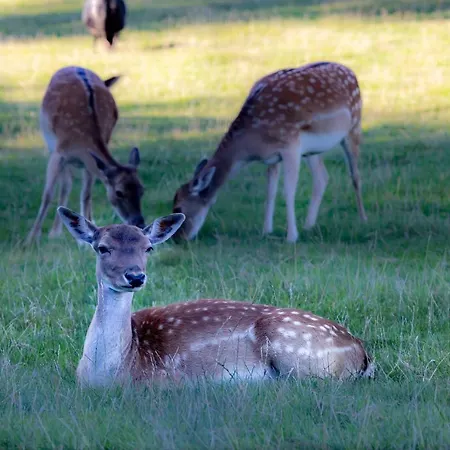 舒奈霍夫邦登瑟酒店 4*